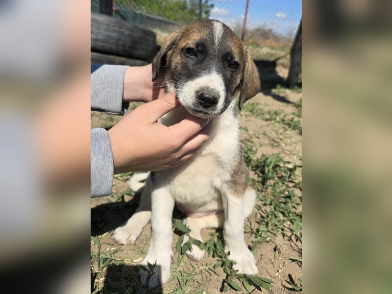 Hézöl möchte nicht länger warten