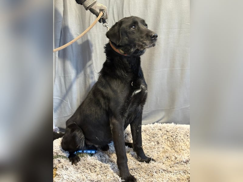 Darf Betyar noch einmal ankommen ?