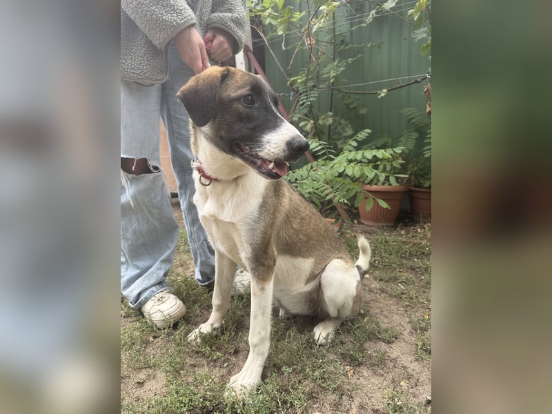 Hézöl möchte nicht länger warten