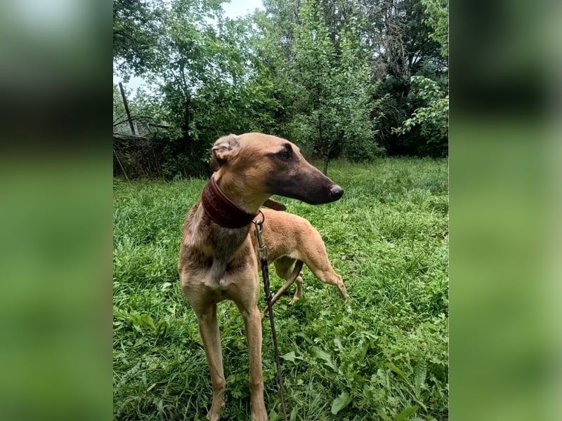Saphira Tierschutzhund sucht ein Zuhause