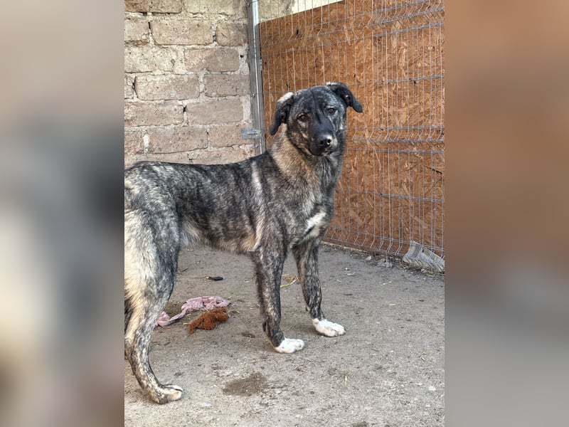 Notfell ⭐️ARI⭐️, besondere Hundeseele, Rüde, 2 Jahre, 55cm, Mischling, Tierschutz Rumänien