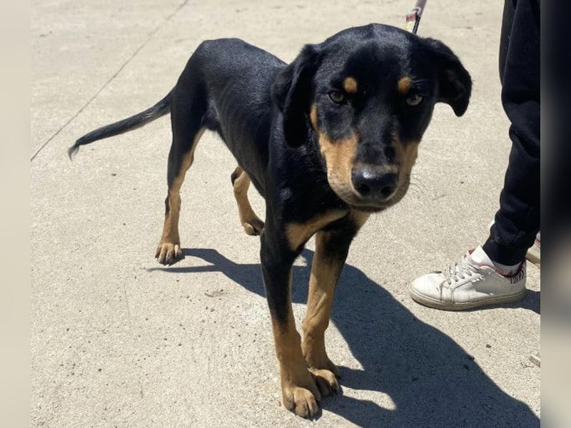 Anubis - will diesen Winter nicht frieren!