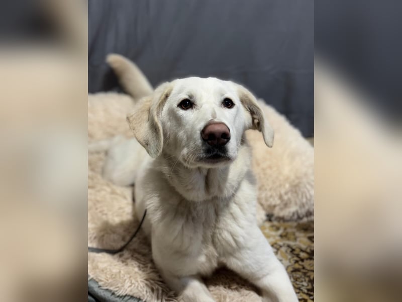 schöne Cuki sucht ihr Körbchen