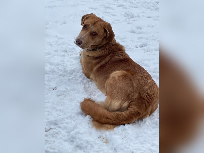 MÖHRCHEN, charakterstarke Aufpasserin, 1,5 Jahre, 70 cm, Mischling, Tierschutz, auf Pflege in 57635