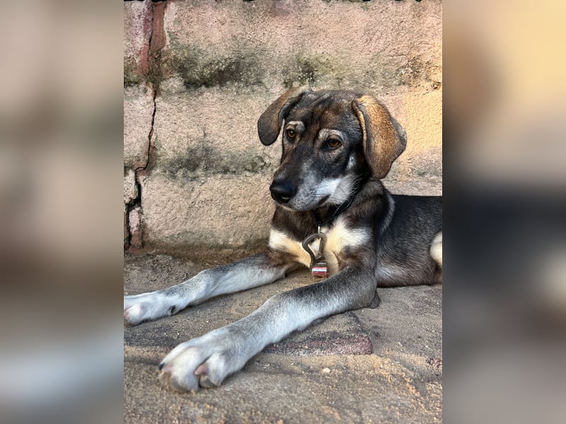 Zauberhafte Nori wartet auf unserem Tierschutzhof in Portugal!