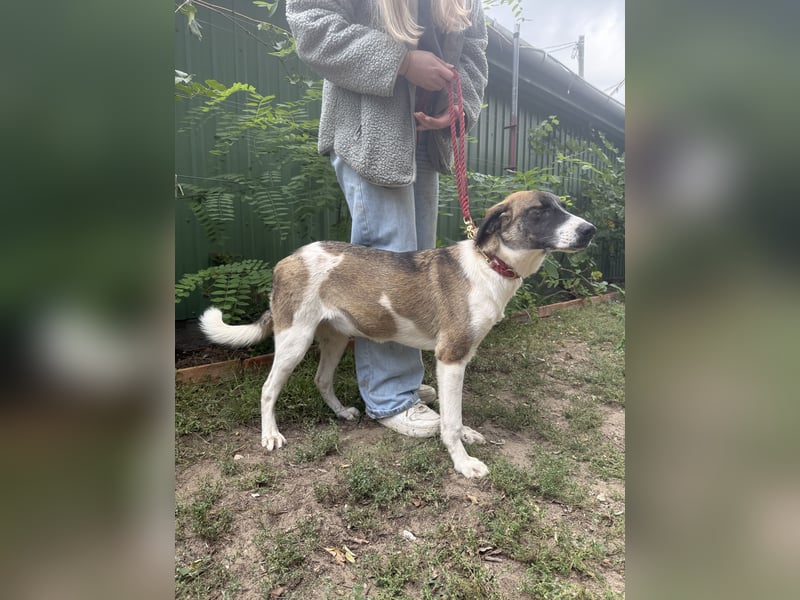 Hézöl möchte nicht länger warten