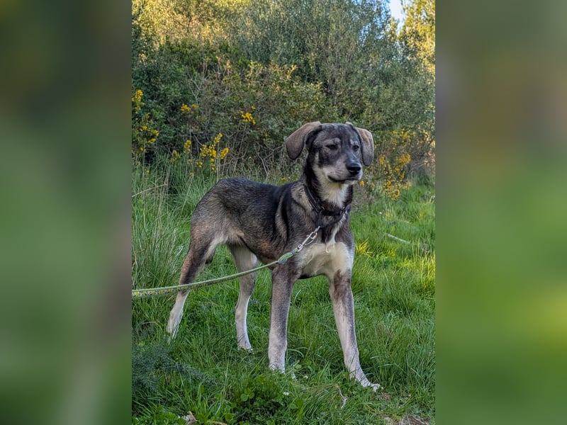 Zauberhafte Nori wartet auf unserem Tierschutzhof in Portugal!