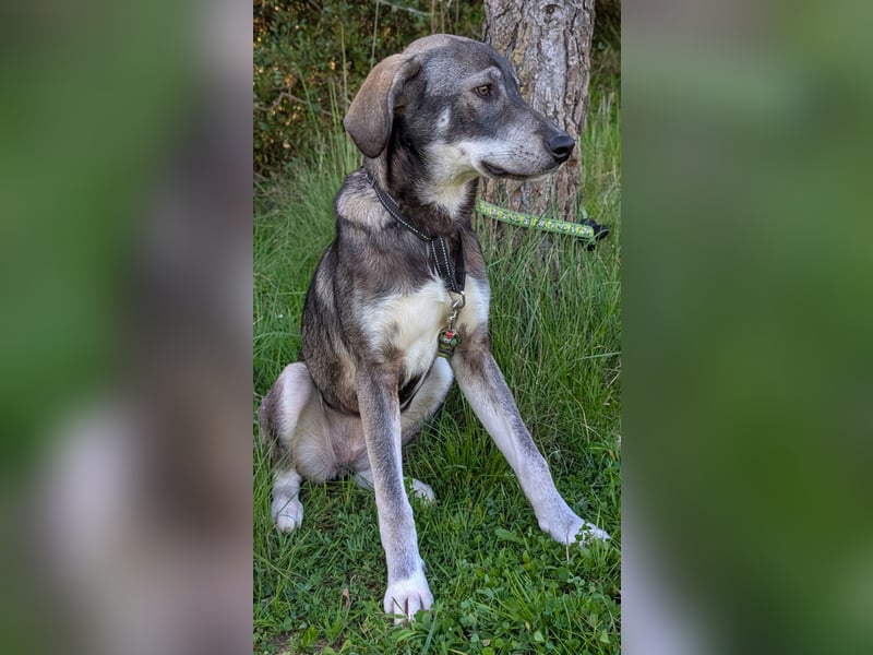 Zauberhafte Nori wartet auf unserem Tierschutzhof in Portugal!