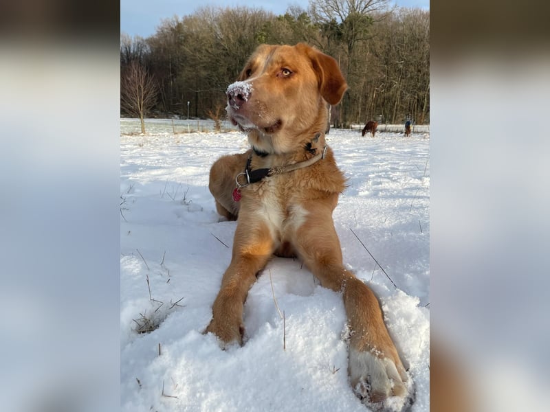 MÖHRCHEN, charakterstarke Aufpasserin, 1,5 Jahre, 70 cm, Mischling, Tierschutz, auf Pflege in 57635