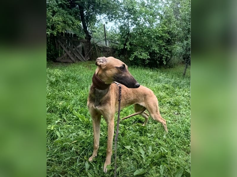 Saphira Tierschutzhund sucht ein Zuhause