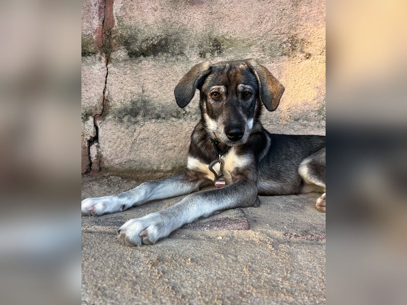 Zauberhafte Nori wartet auf unserem Tierschutzhof in Portugal!