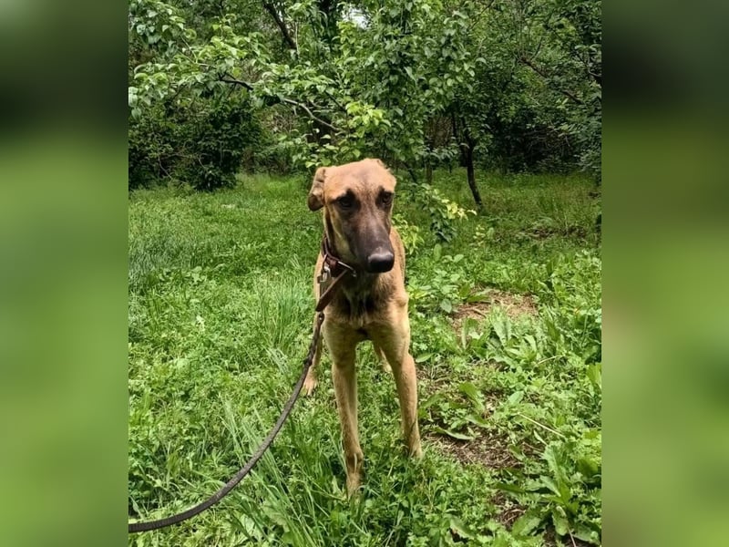 Seppl Tierschutzhund sucht ein Zuhause
