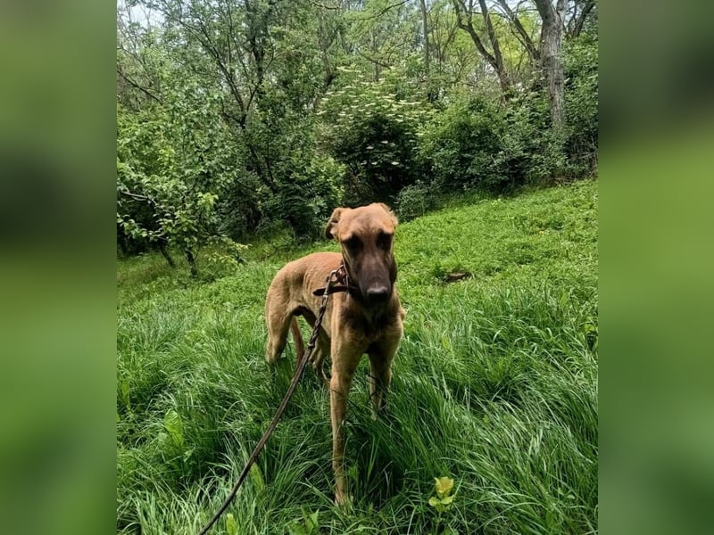Seppl Tierschutzhund sucht ein Zuhause