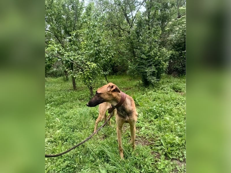 Seppl Tierschutzhund sucht ein Zuhause