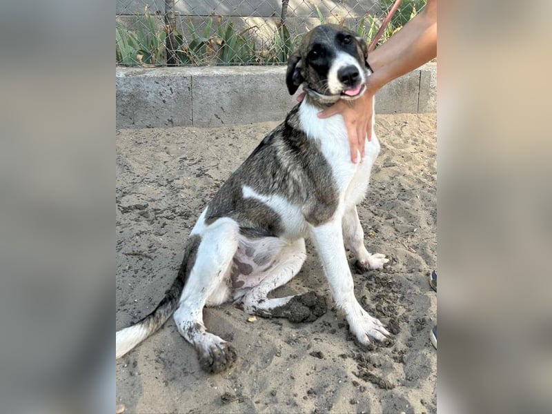 Hézöl möchte nicht länger warten