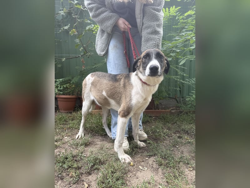 Hézöl möchte nicht länger warten