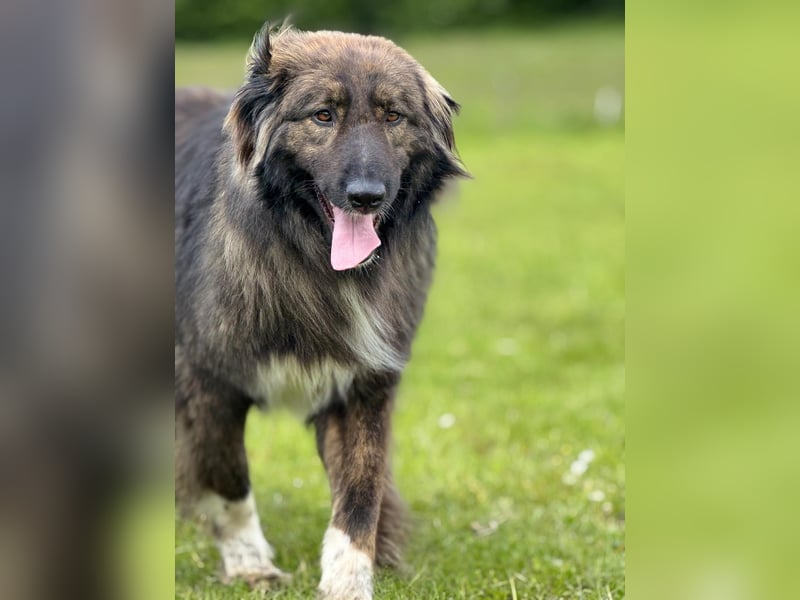 THEO, toller Kumpeltyp, 2 Jahre, 66 cm, Pflegestelle Kircheib, Tierschutz Rumänien