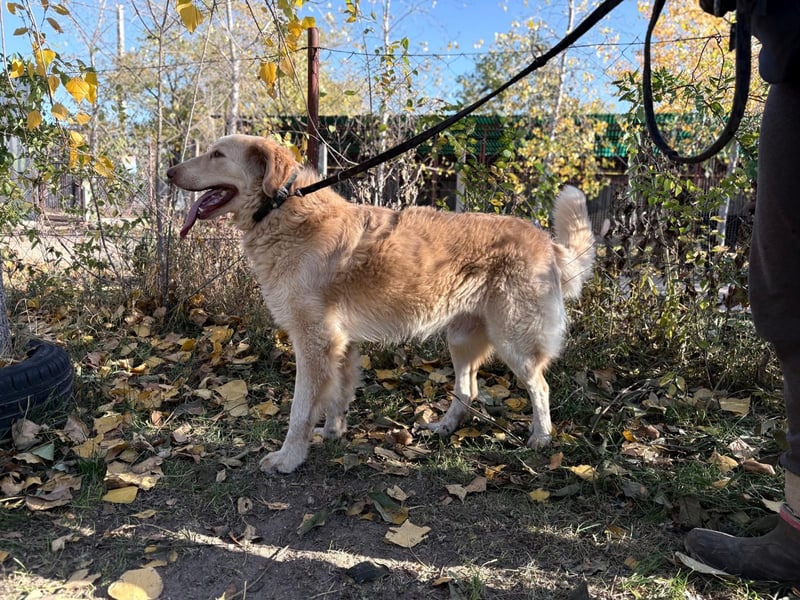 Habib - Braucht dringend einen warmen Platz!