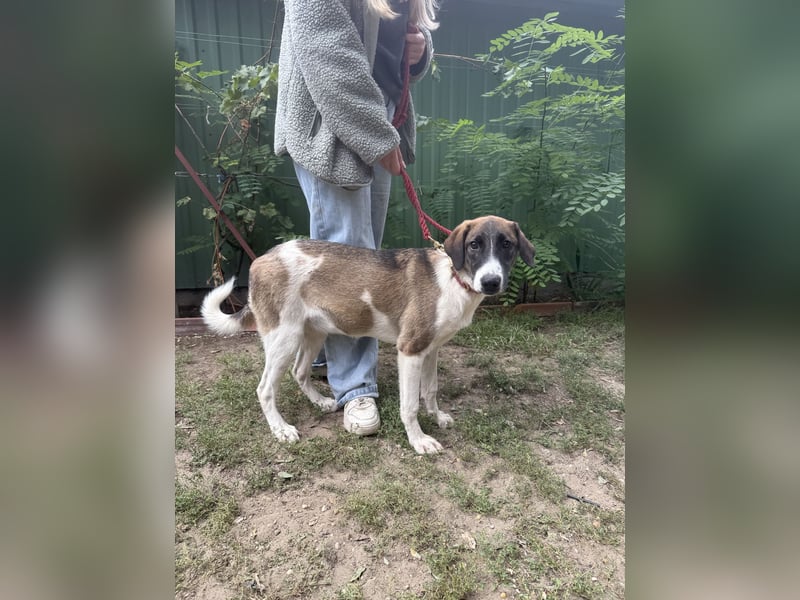 Hézöl möchte nicht länger warten