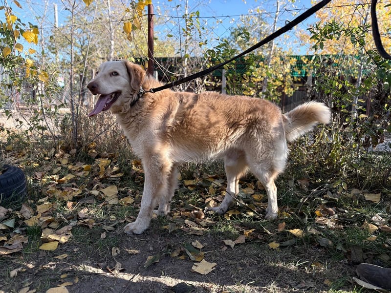 Habib - Braucht dringend einen warmen Platz!