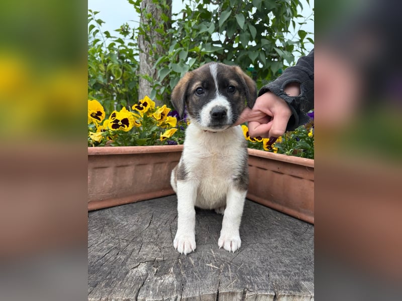 Hézöl möchte nicht länger warten