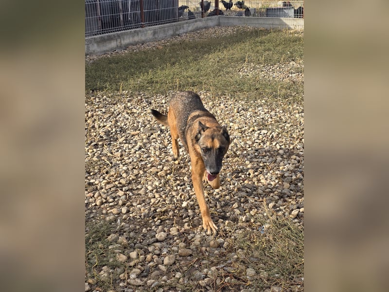 Traumhund sucht Traumzuhause