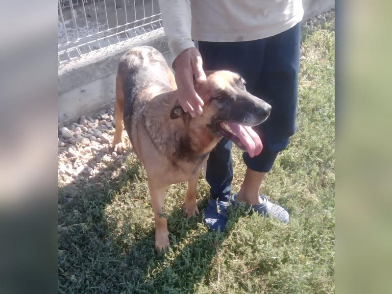 Traumhund sucht Traumzuhause