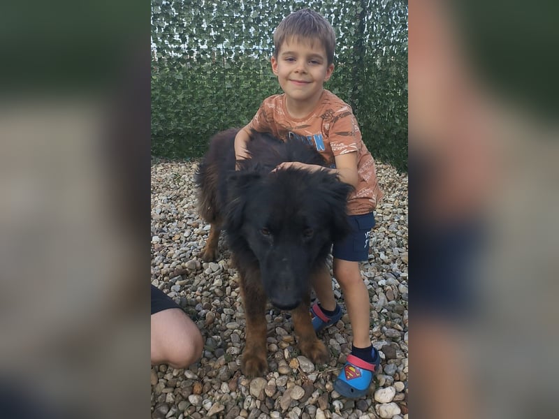 CAIUS - großer Hund, großes Herz