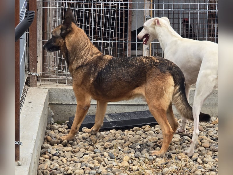 Traumhund sucht Traumzuhause