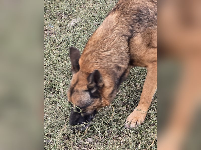 Traumhund sucht Traumzuhause