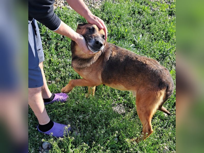 Traumhund sucht Traumzuhause