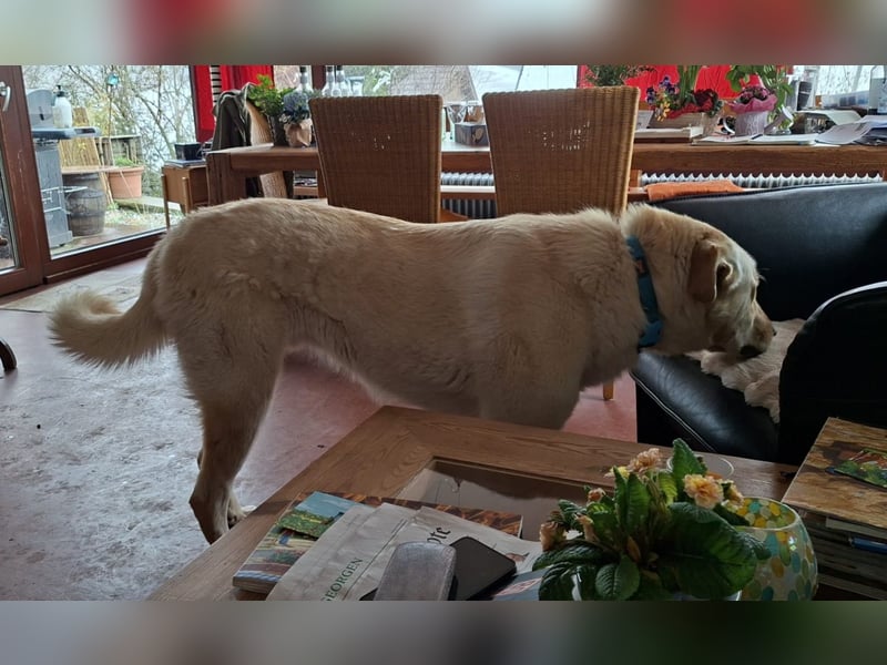 Großer Hund, großes Herz - Arturo sucht sein " für-immer-Zuhause"