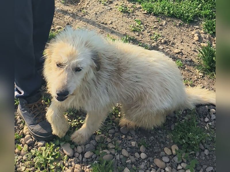 VIAȚĂ - sucht ihren Platz für's Leben ...