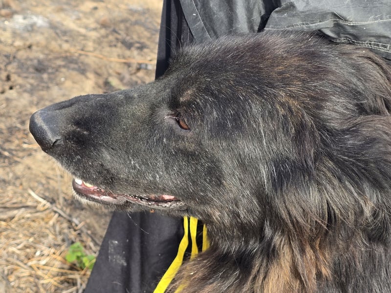 CAIUS - großer Hund, großes Herz