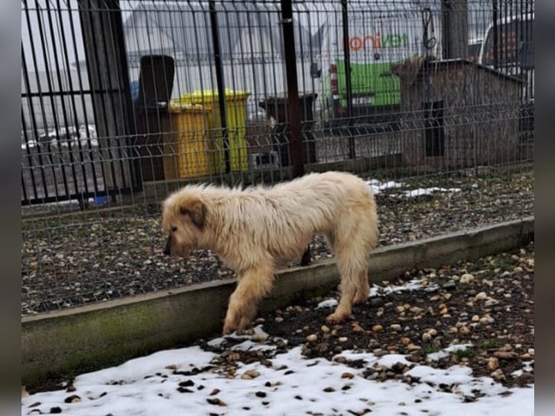 VIAȚĂ - sucht ihren Platz für's Leben ...