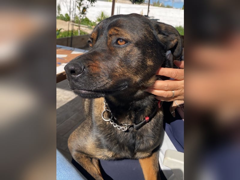 MORITA - sucht ihre(n) Lebensbegleiter