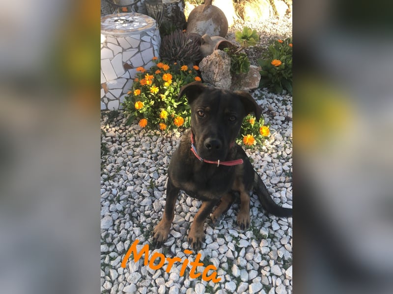 MORITA - sucht ihre(n) Lebensbegleiter