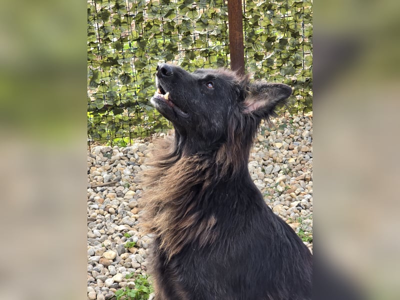 CAIUS - großer Hund, großes Herz