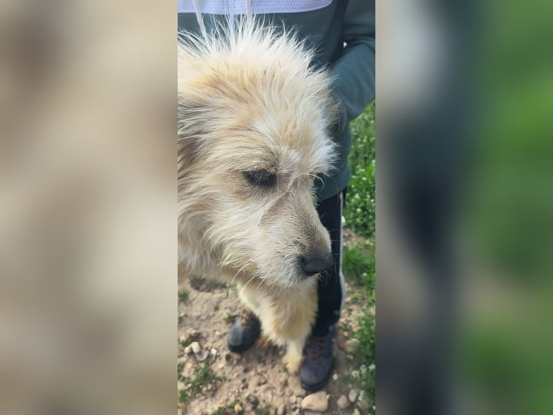 VIAȚĂ - sucht ihren Platz für's Leben ...