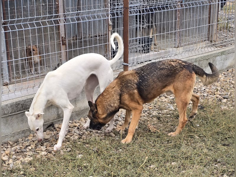 Traumhund sucht Traumzuhause