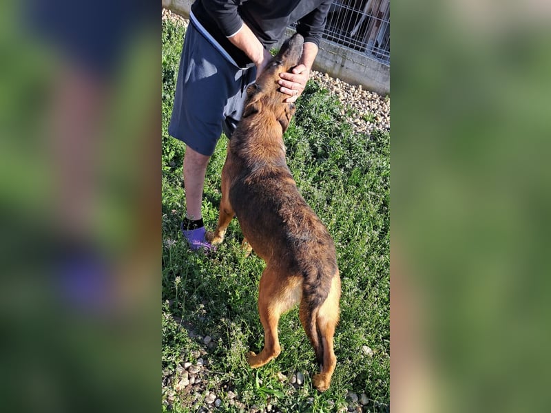 Traumhund sucht Traumzuhause