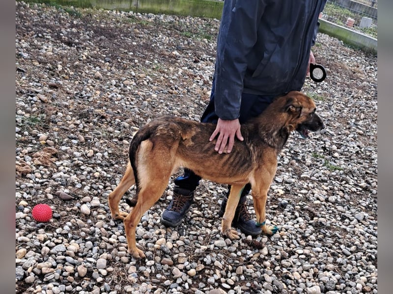 Traumhund sucht Traumzuhause