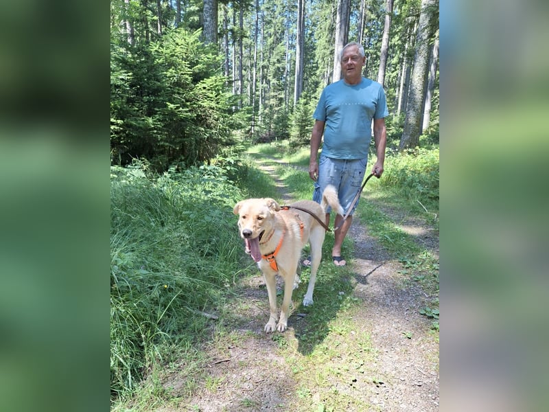 Großer Hund, großes Herz - Arturo sucht sein " für-immer-Zuhause"