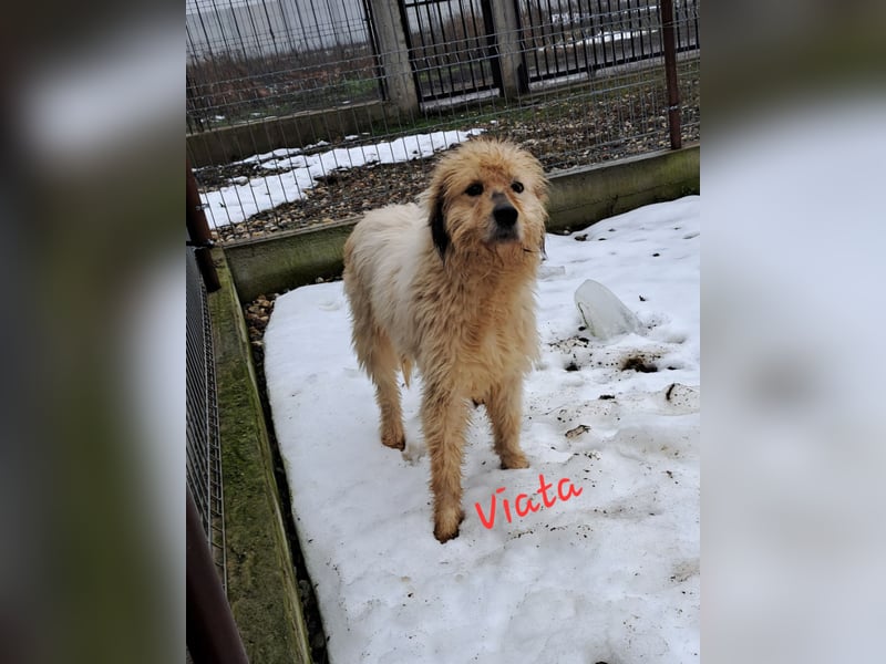 VIAȚĂ - sucht ihren Platz für's Leben ...