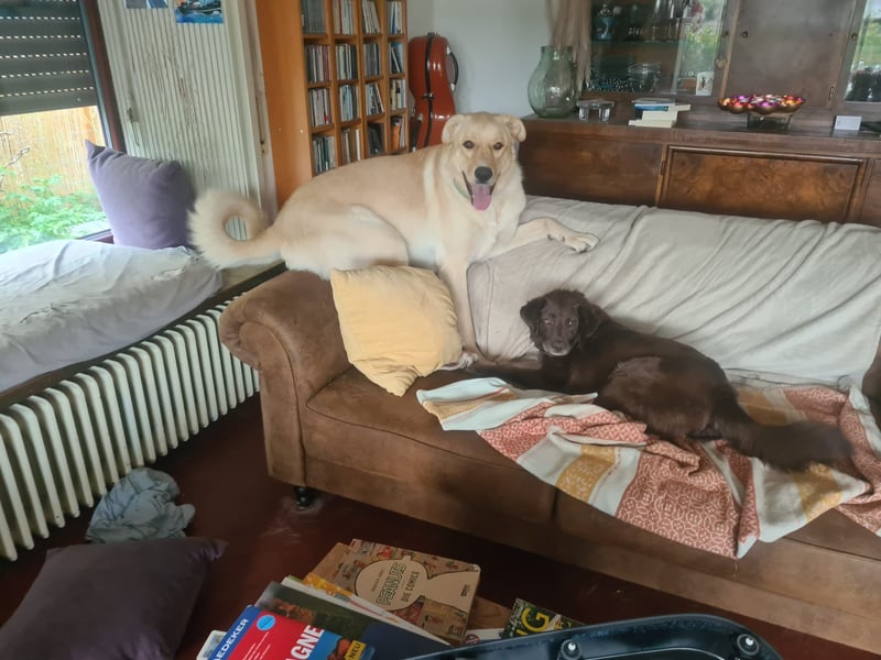 Großer Hund, großes Herz - Arturo sucht sein " für-immer-Zuhause"