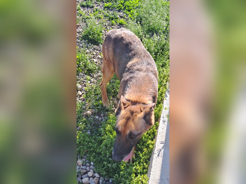 Traumhund sucht Traumzuhause
