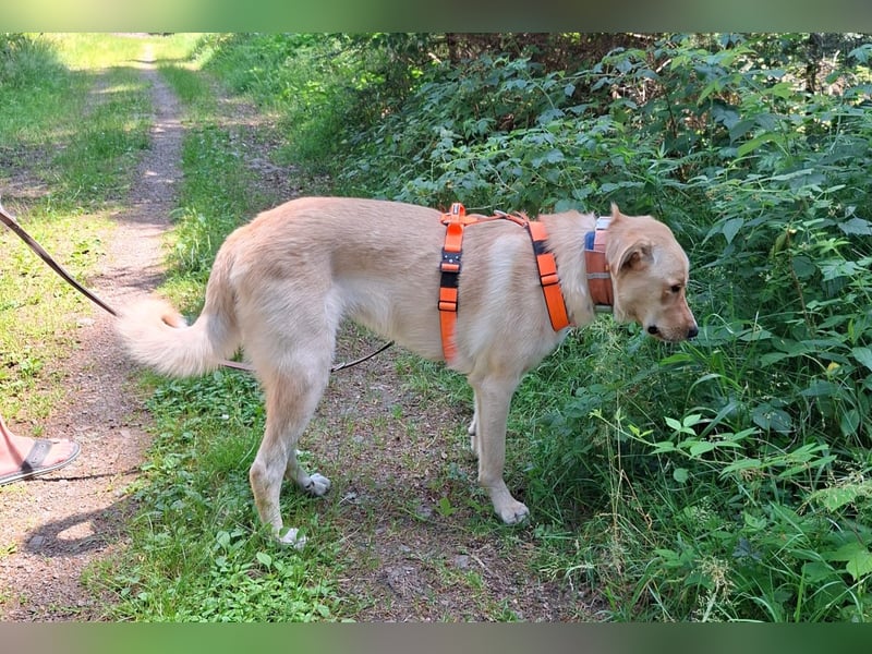 Großer Hund, großes Herz - Arturo sucht sein " für-immer-Zuhause"