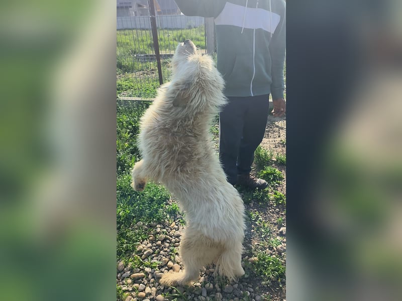 VIAȚĂ - sucht ihren Platz für's Leben ...