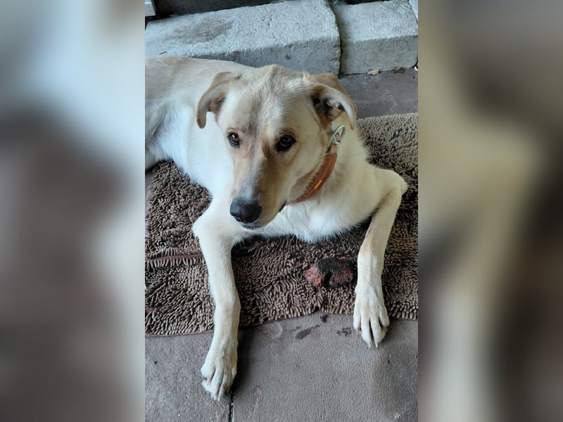 Großer Hund, großes Herz - Arturo sucht sein " für-immer-Zuhause"