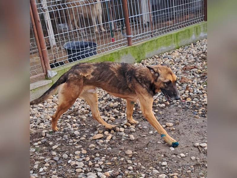 Traumhund sucht Traumzuhause